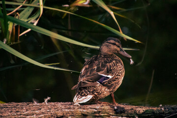 bird in the water