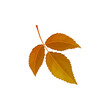 Autumn leaf, autumn tree foliage, vector dry orange brown leaves isolated icon. Autumn leaf of ash or hickory walnut, elm or osier tree branch twig, fall season nature plants