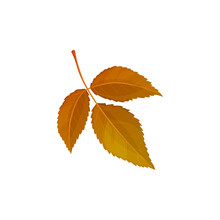 Autumn Leaf, Autumn Tree Foliage, Vector Dry Orange Brown Leaves Isolated Icon. Autumn Leaf Of Ash Or Hickory Walnut, Elm Or Osier Tree Branch Twig, Fall Season Nature Plants