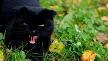 Angry Black Cat. Halloween Symbol. Black Cat Hisses And Bares Its Teeth In The Autumn Garden.Aggressive Cat Close-up