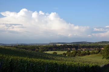 Canvas Print - Feld bei Lauffen am Neckar