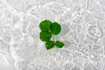 Wall Mural - Green leaves macro with drop floating on surface of the water close up. It can be used as background...