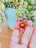 Fototapeta  - Delicate red flower of a cotyledon pendens