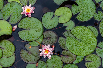 Lotus flower plants​ composition​ flower​. Top view, flat lay, natural background​