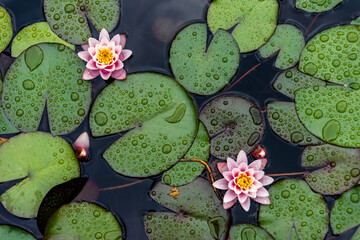 Lotus flower plants​ composition​ flower​. Top view, flat lay, natural background​