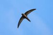 Common swift bird in flight (Apus apus)