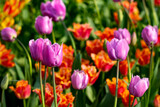 Fototapeta Tulipany - purple terry tulips on a background of red tulips