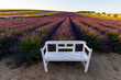 © Petr - Levandule, lavender, lavender farm