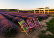 © Petr - Levandule, lavender, lavender farm