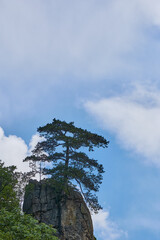 Wall Mural - A tree growing up on top of a big rock