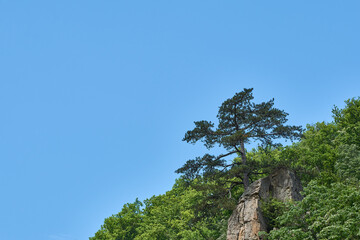 Wall Mural - A tree growing up on top of a big rock