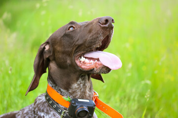 Wall Mural - Drathaar dog with tongue out on a green meadow at summer day. Concentrated anxious gun dog face. A German hound. A large breed of hunting dog with electric collar for controlling, training. A friend.