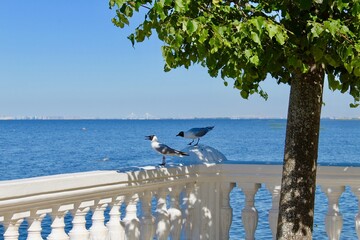 St. Petersburg skyline view from the Gulf of Finland from Petrodvorets (Peterhof) Russia