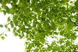 Fototapeta Panele - 白樺の枝と葉