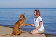 The pharaoh breed greyhound dog with the female owner plays and walks in nature. Seaside. Daytime blue sky. Friendship between animal and human.