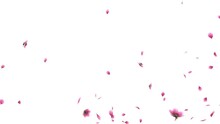 3D Animation Of A Pink Cherry Sakura Flower Petals Flow With Alpha Layer