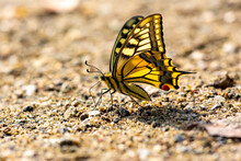 Swallowtail Butterfly On The Sand On A Sunny Day With Bokeh
