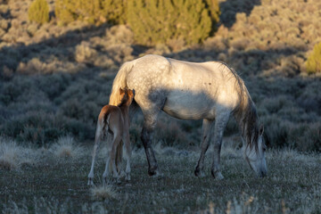 Poster - Wild Horse Mare and Foal in the Utah Desert