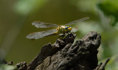 dragonfly on a branch