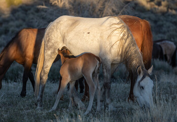 Canvas Print - Wild Horse Mare and Foal in the Utah Desert