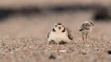 Piping Plover And Chicks On The Beach Video Clip 