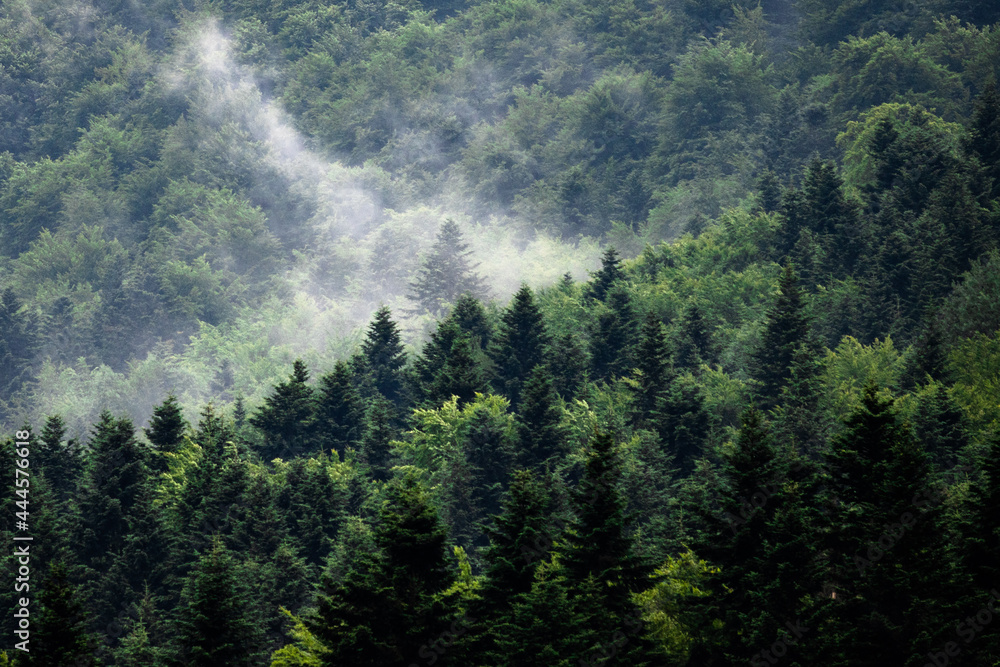 Mgła w górach między drzewami - obrazy, fototapety, plakaty 