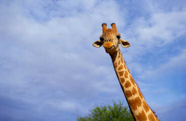 Wild african animal . Close up of large common  Namibian giraffe on the summer blue sky.