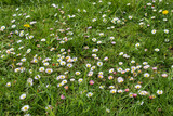 Fototapeta Kosmos - Lawn with daisies. A group of beautiful daisy flowers on the lawn. Lawn daisies. Bellis perennis.