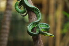 The Gonyosoma Green Snake Is A Very Low Venom And Harmless Snake.