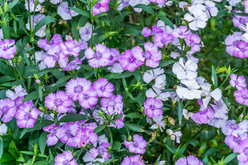 Small Purple Flowers Detail 2