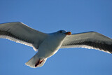 Fototapeta Na sufit - Seagull Flying with Wings Spread in a Blue Sky