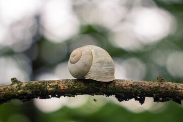 Wall Mural - White snail shell on branch with bokeh nature background