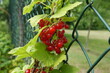 Zbliżenie na owoce czerwonej porzeczki rosnące na tle siatki