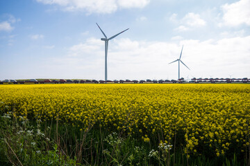 wind turbines in the field