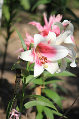 Wall Mural - bright beautiful summer lilies in the botanical garden