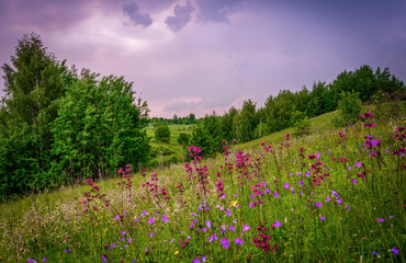 Wall Mural - a summer landscape with wildflowers blooming on the slope of a ravine and a stormy sky