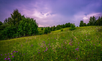 Wall Mural - a summer landscape with wildflowers blooming on the slope of a ravine and a stormy sky