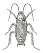 Male oriental cockroach blatta orientalis in dorsal view, after antique engraving