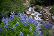 Lupine flowers in front of a large waterfall cascading down a mountain in Colorado