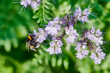 Close Up Of A Bumblebee Collecting Pollen On A Bee Friendly Phacelia Flower