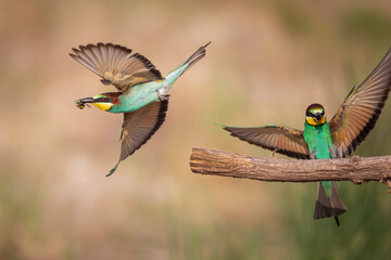 colorful bird and its hunt. yellow green nature background. bird: european bee eater. merops apiaste