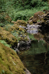 stream in the forest