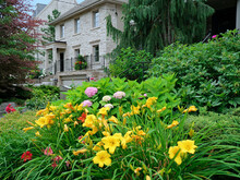 Colorful Flowers And Yellow And Red Daylilies In Front Garden On A Residential Street..