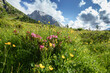 Bergblumenwiese mit Alpenrosen und Kräutern in den Alpen