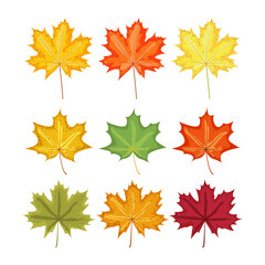 Wall Mural - Set of autumn leaves. Maple leaves of different shapes and colors. Vector flat elements for design