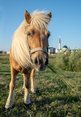 Poster - Red horse with a white mane, surrounded by flies, grazes in the meadow.