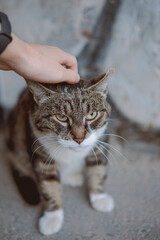 Wall Mural - Vertical shot of a cat