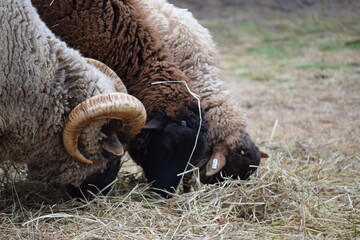 close up of a sheep