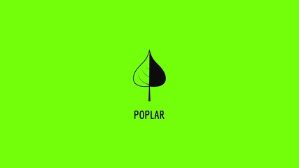 Wall Mural - Poplar leaf icon animation