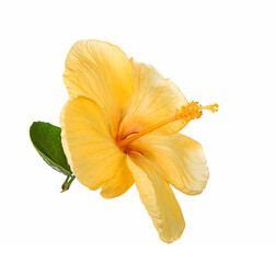 Wall Mural - Hibiscus flower yellow isolated on white background